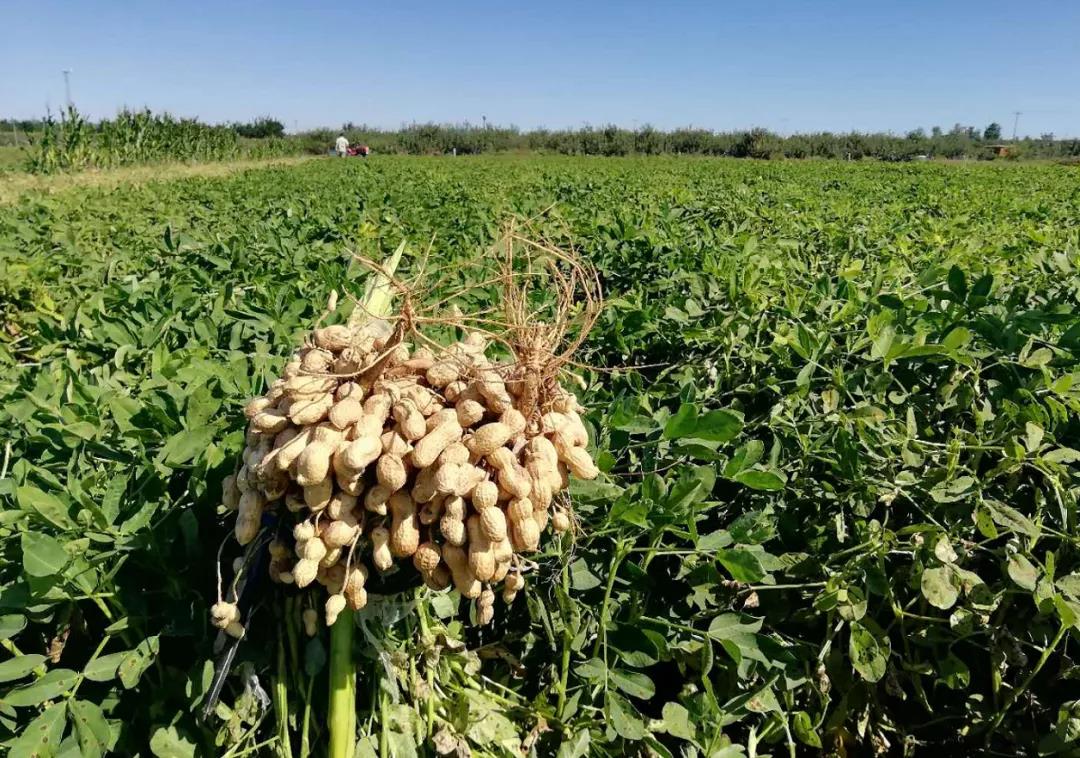 中聯(lián)收獲自走式花生撿拾收獲機——花生收獲界的“扛把子” 扛把子.jpg